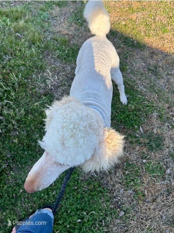 Nukey – Poodle - Standard  puppy for sale in Mustang, OK