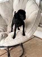 Teddy, a male Poodle - Miniature  for sale in Mustang, OK – 5 of 6