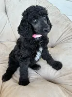 Pink girl, a female Poodle - Standard  for sale in Mustang, OK – 4 of 6