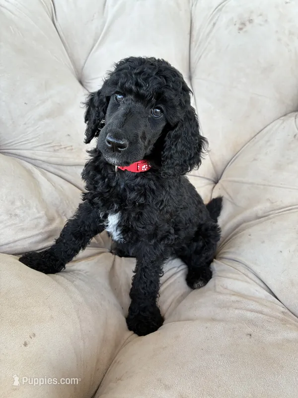 Red girl  – Poodle - Standard  puppy for sale in Mustang, OK