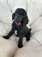 Red girl , a female Poodle - Standard  for sale in Mustang, OK – 1 of 6
