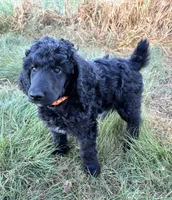 Orange boy, a male Poodle - Standard  for sale in Mustang, OK – 5 of 6
