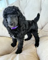 Purple girl , a female Poodle - Standard  for sale in Mustang, OK – 5 of 6