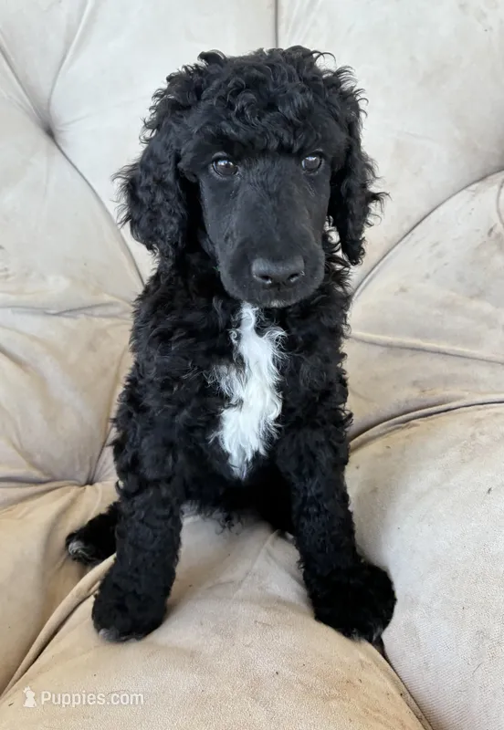 Green boy  – Poodle - Standard  puppy for sale in Mustang, OK