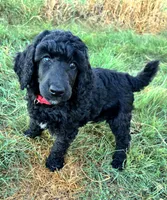 Red girl , a female Poodle - Standard  for sale in Mustang, OK – 4 of 6