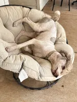 Lincoln , a male Poodle - Standard  for sale in Mustang, OK – 5 of 8