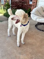 Nukey , a male Poodle - Standard  for sale in Mustang, OK – 5 of 8