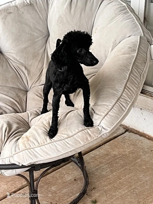 Teddy, a male Poodle - Miniature  for sale in Mustang, OK – 1 of 6