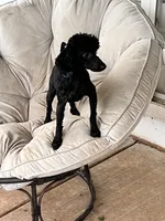 Teddy, a male Poodle - Miniature  for sale in Mustang, OK – 1 of 6