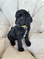 Yellow girl, a female Poodle - Standard  for sale in Mustang, OK – 3 of 6