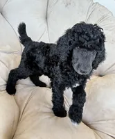 Purple girl , a female Poodle - Standard  for sale in Mustang, OK – 3 of 6