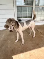 Lincoln , a male Poodle - Standard  for sale in Mustang, OK – 6 of 8