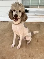 Lincoln , a male Poodle - Standard  for sale in Mustang, OK – 3 of 8