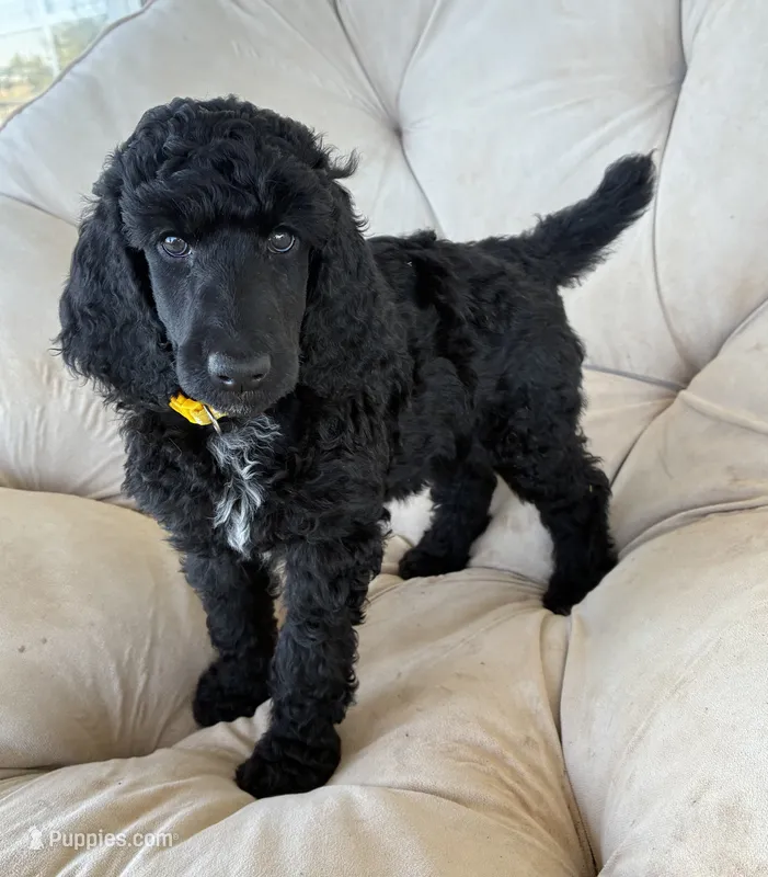 Yellow girl – Poodle - Standard  puppy for sale in Mustang, OK