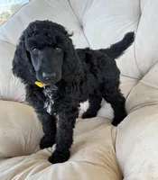 Yellow girl, a female Poodle - Standard  for sale in Mustang, OK – 1 of 6