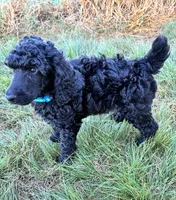 Light blue boy , a male Poodle - Standard  for sale in Mustang, OK – 6 of 6