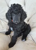 Orange boy, a male Poodle - Standard  for sale in Mustang, OK – 2 of 6