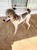 Lincoln , a male Poodle - Standard  for sale in Mustang, OK – 4 of 8