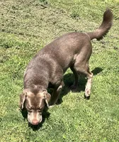 Rosy , a female Labrador Retriever for sale in Mustang, OK – 8 of 10