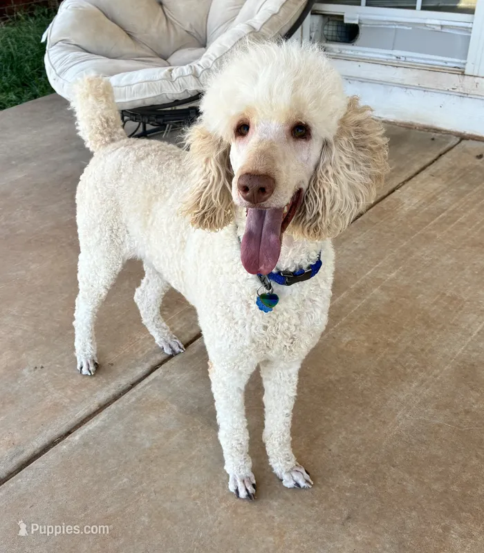 Nukey  – Poodle - Standard  puppy for sale in Mustang, OK