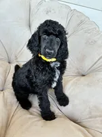 Yellow girl, a female Poodle - Standard  for sale in Mustang, OK – 4 of 6