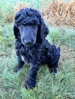 Dark blue boy , a male Poodle - Standard  for sale in Mustang, OK – 4 of 7