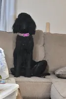 Lexi , a female Poodle - Standard  for sale in Mustang, OK – 3 of 5