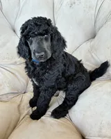 Dark blue boy , a male Poodle - Standard  for sale in Mustang, OK – 2 of 7