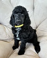 Yellow girl, a female Poodle - Standard  for sale in Mustang, OK – 2 of 6