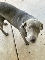 Rosy , a female Labrador Retriever for sale in Mustang, OK – 9 of 10