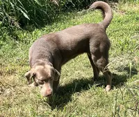 Rosy , a female Labrador Retriever for sale in Mustang, OK – 6 of 10