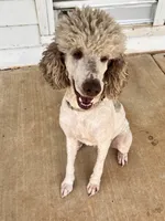 Lincoln , a male Poodle - Standard  for sale in Mustang, OK – 8 of 8