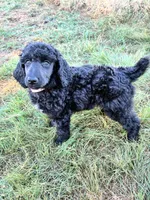 Pink girl, a female Poodle - Standard  for sale in Mustang, OK – 6 of 6