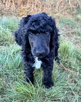 Green boy , a male Poodle - Standard  for sale in Mustang, OK – 4 of 6