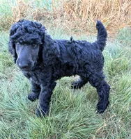 Dark blue boy , a male Poodle - Standard  for sale in Mustang, OK – 5 of 7
