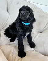 Light blue boy , a male Poodle - Standard  for sale in Mustang, OK – 2 of 6
