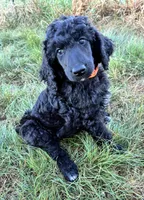 Orange boy, a male Poodle - Standard  for sale in Mustang, OK – 6 of 6