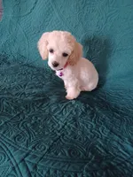 MINNI, a female Poodle - Toy  for sale in Claremore, OK – Photo 1 of 7
