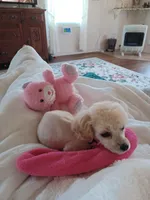 MINNI, a female Poodle - Toy  for sale in Claremore, OK – Photo 6 of 7