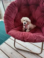 MINNI, a female Poodle - Toy  for sale in Claremore, OK – Photo 5 of 7