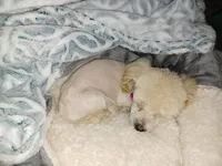 MINNI, a female Poodle - Toy  for sale in Claremore, OK – Photo 3 of 7