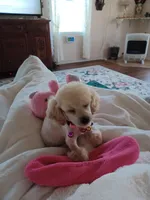 MINNI, a female Poodle - Toy  for sale in Claremore, OK – Photo 2 of 7