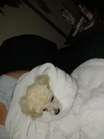 MINNI, a female Poodle - Toy  for sale in Claremore, OK – Photo 4 of 7