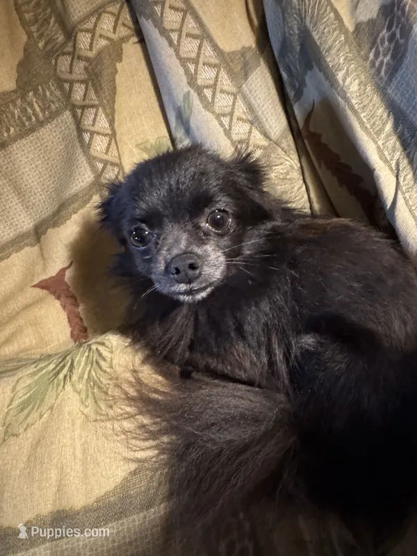 coco – Pomeranian puppy for sale in Monticello, KY