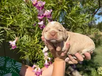 Phoenix , a male Cocker Spaniel for sale in Dalhart, TX – 2 of 2
