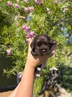 Catalina , a female Cocker Spaniel for sale in Dalhart, TX – 2 of 3