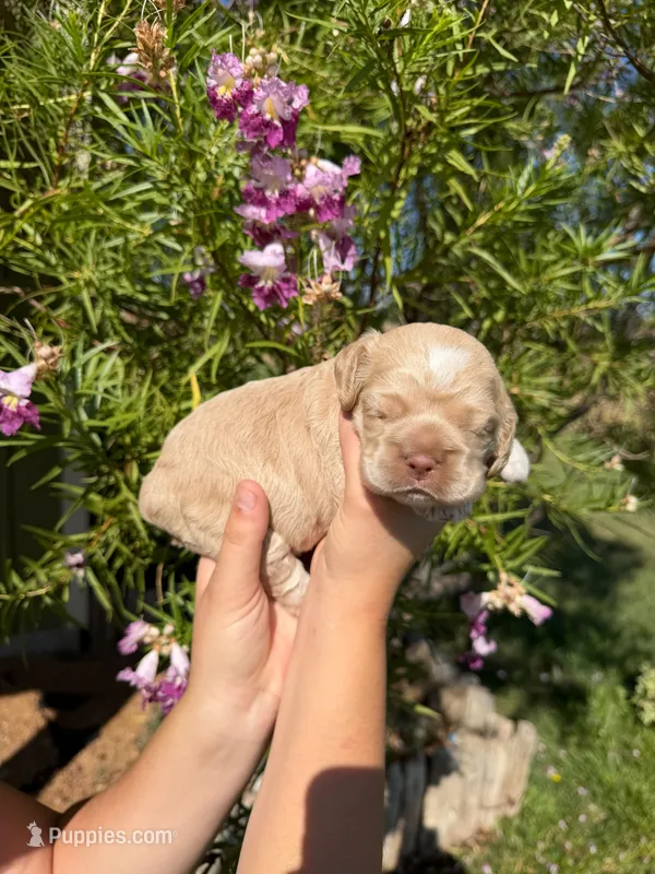 Phoenix  – Cocker Spaniel puppy for sale in Dalhart, TX