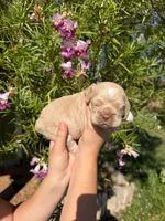 Phoenix , a male Cocker Spaniel for sale in Dalhart, TX – 1 of 2