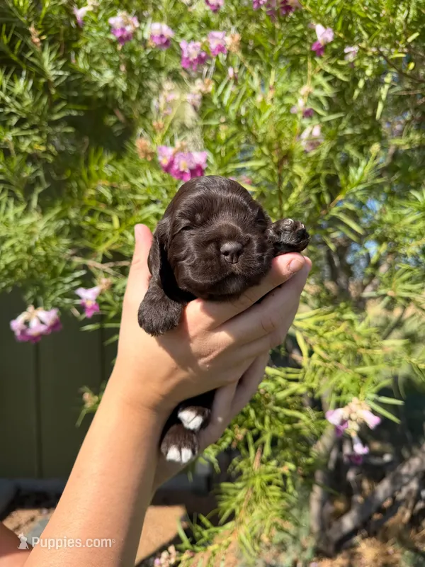 Catalina  – Cocker Spaniel puppy on hold in Dalhart, TX