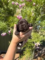 Catalina , a female Cocker Spaniel for sale in Dalhart, TX – 1 of 3